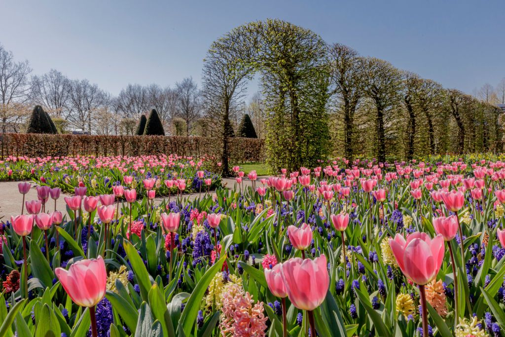 Day 4  Onto Brussels. Visit Grand Place and MannekenPis statue. Visit Keukenhof Gardens 